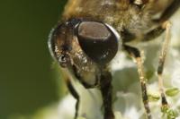 Eristalis nemorum