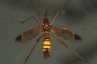 Ctenophora ornata