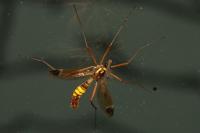 Ctenophora ornata