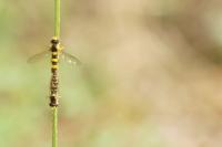 Sphaerophoria scripta
