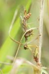 Mantispa styriaca