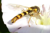 Sphaerophoria
