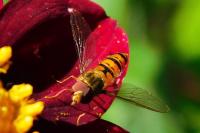 Episyrphus balteatus