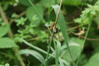 Episyrphus balteatus