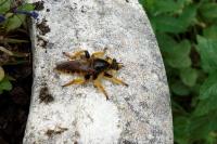 Pogonosoma maroccanum