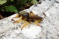 Pogonosoma maroccanum