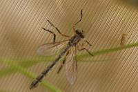 Leptogaster cylindrica