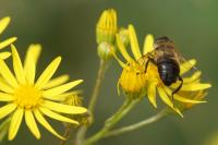 Eristalis tenax