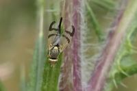 Urophora stylata