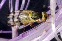 Urophora stylata