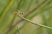 Sphaerophoria scripta
