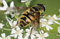 Myathropa florea