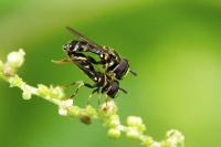Paragus pecchiolii