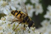 Myathropa florea