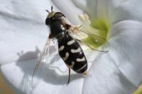 Scaeva pyrastri