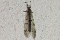 Distoleon tetragrammicus