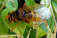 Milesia crabroniformis
