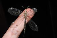 Distoleon tetragrammicus