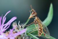 Mantispa styriaca