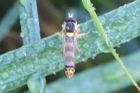 Sphaerophoria scripta