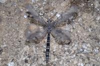 Distoleon tetragrammicus
