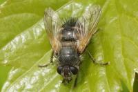Tachina lurida