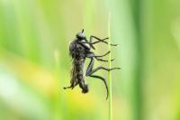 Empis ciliata