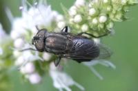Stomorhina lunata
