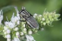 Stomorhina lunata