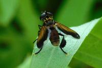 Trichopoda pictipennis