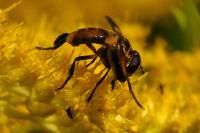 Trichopoda pictipennis