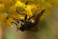 Tachina fera/magnicornis