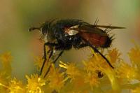 Tachina fera/magnicornis