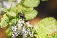 Eriothrix rufomaculata