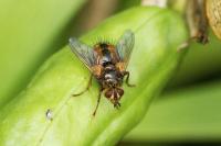 Tachina fera/magnicornis