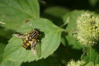 Helophilus pendulus