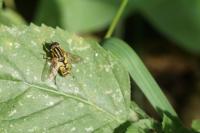 Helophilus pendulus
