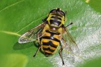 Myathropa florea