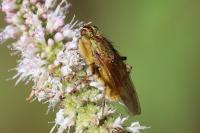 Scathophaga stercoraria