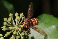 Milesia crabroniformis
