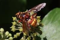 Milesia crabroniformis