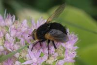 Tachina grossa