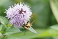 Helophilus trivittatus