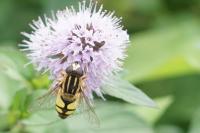 Helophilus trivittatus