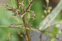 Tipula vittata