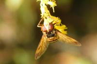 Volucella inanis