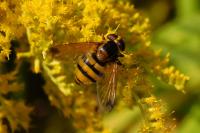 Volucella inanis