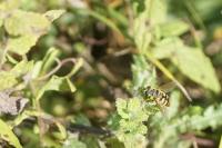 Myathropa florea