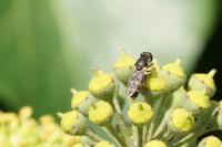 Syritta pipiens