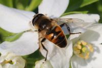 Eristalis tenax